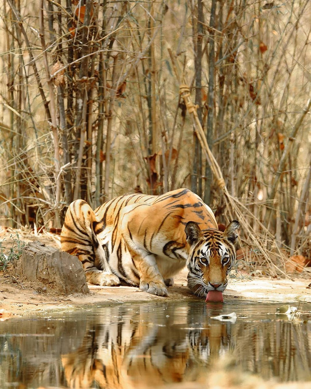 A tiger drinking water
